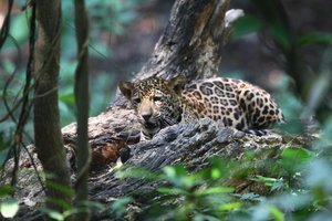 Is The Jaguar Endangered? Global Conservation Insights