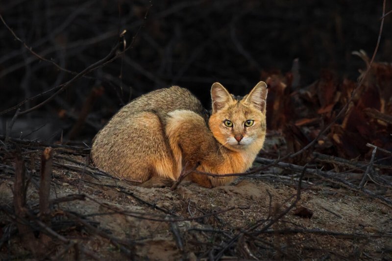 Is The Jungle Cat Endangered? Global Conservation Insights