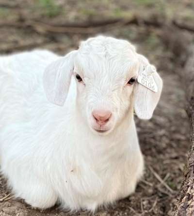 Is The Kiko Goat Right For Your Farm Or As A Pet?