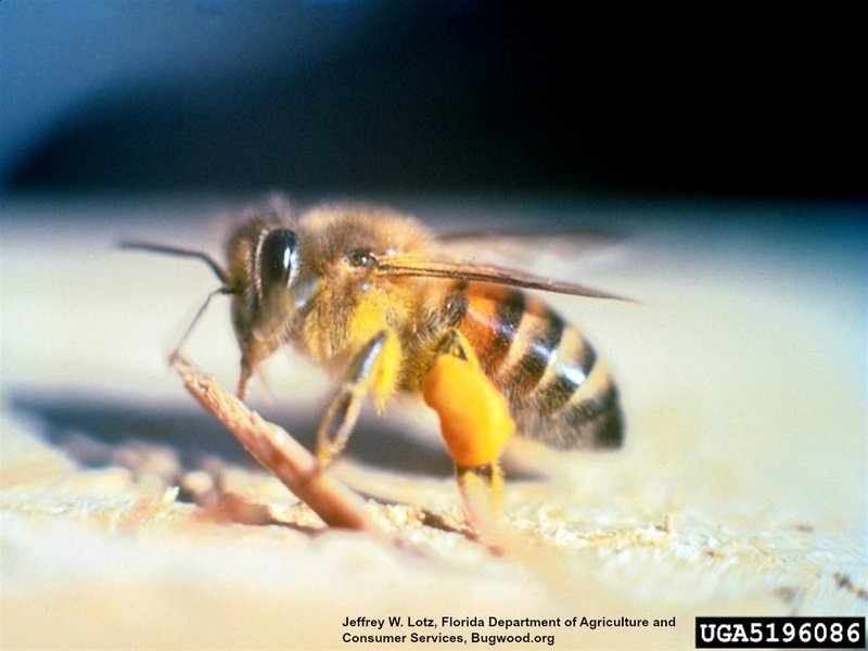Is The Killer Bee (Africanized) Dangerous? (Sting, Aggression & Safety)
