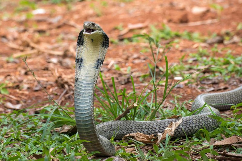 Is The King Cobra Endangered? Conservation Efforts Explained