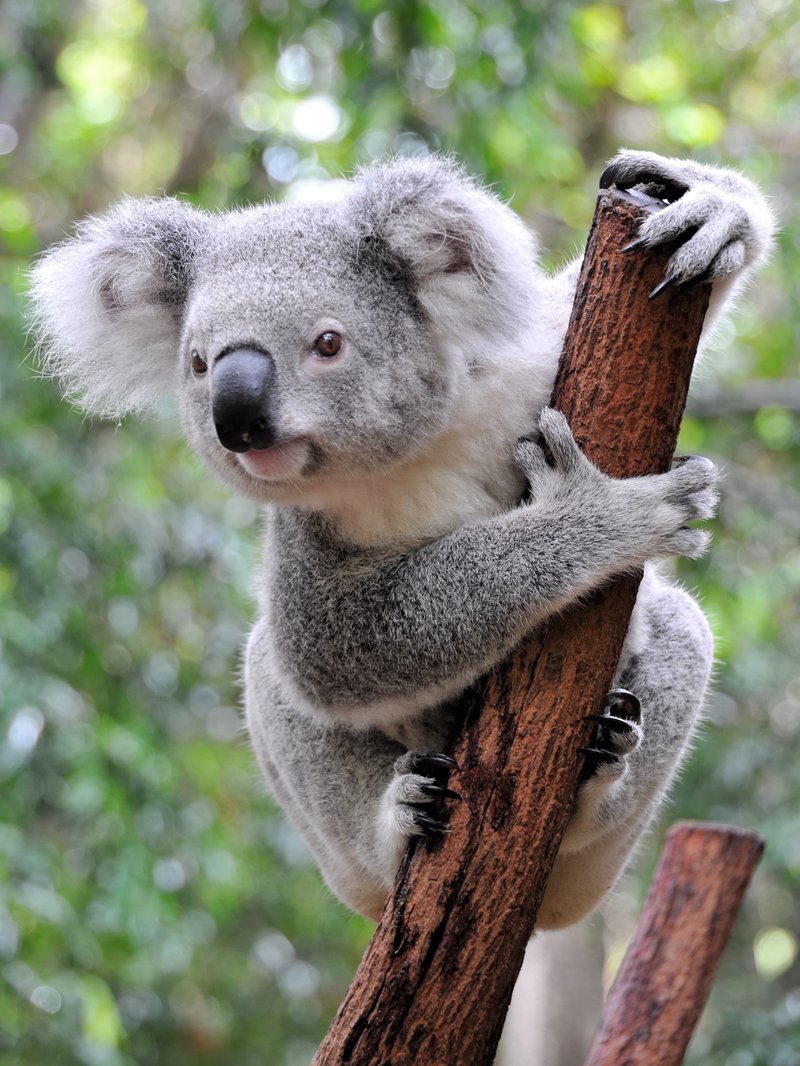 Is The Koala Endangered? Global Conservation Insights