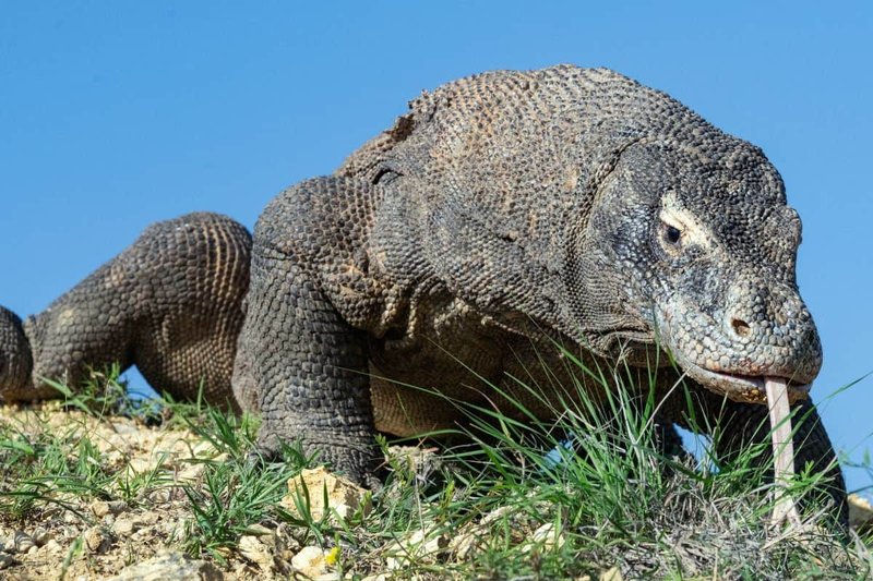 Is The Komodo Dragon Endangered? Conservation Efforts Explained