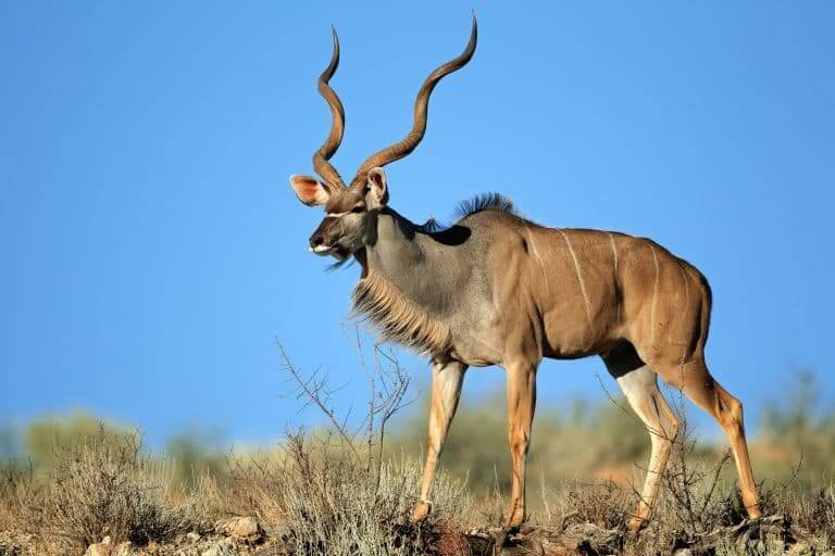 Is The Kudu Endangered? Global Conservation Insights