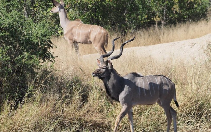 Is The Kudu Endangered? Global Conservation Insights