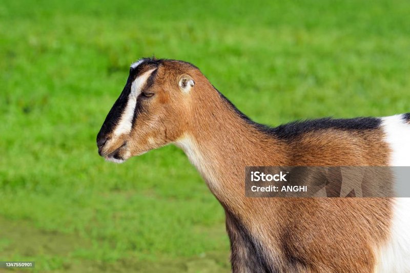 Is The Lamancha Goat Right For Your Farm Or As A Pet?