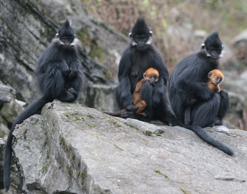 Is The Langur Endangered? Global Conservation Insights