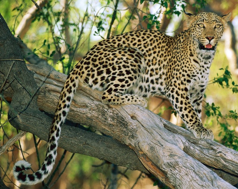Is The Leopard Endangered? Global Conservation Insights