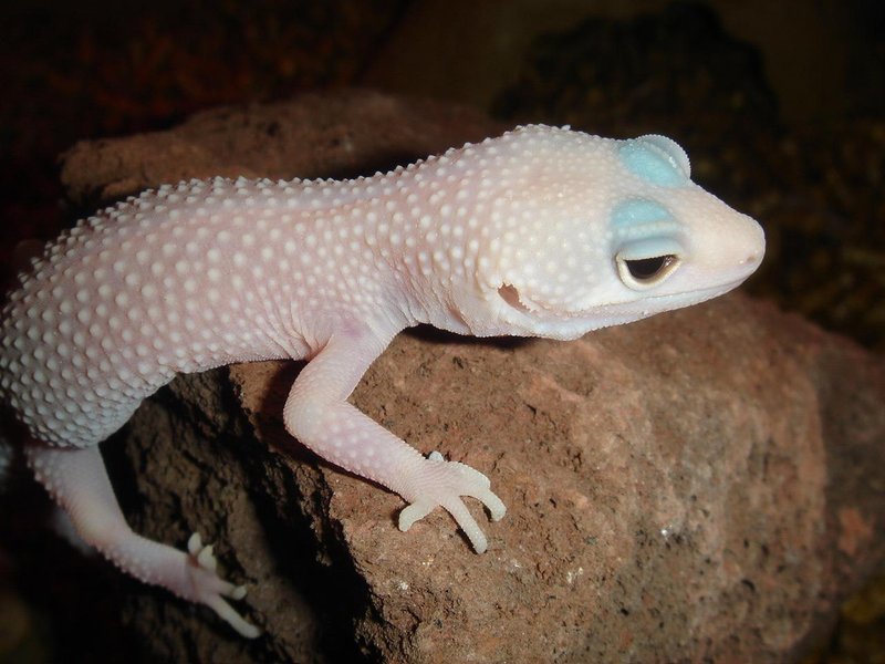 Is The Leopard Gecko Endangered? Conservation Efforts Explained