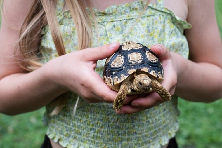 Is The Leopard Tortoise Friendly With Humans And Other Pets?