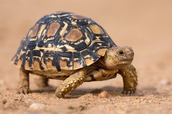 Is The Leopard Tortoise Good For Beginners?