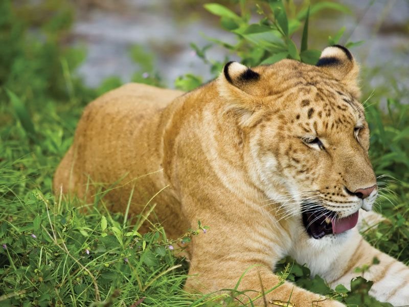 Is The Liger Endangered? Global Conservation Insights