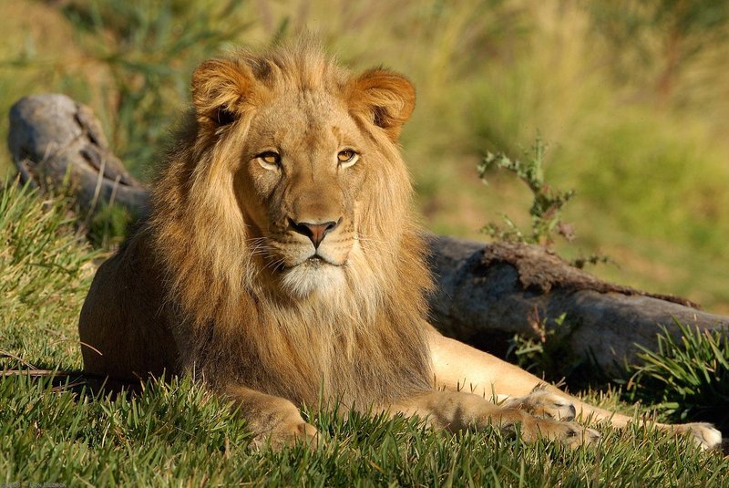 Is The Lion Endangered? Global Conservation Insights