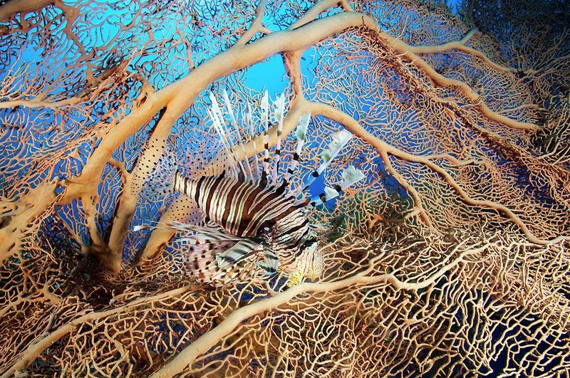Is The Lionfish Reef Safe? Compatibility With Coral