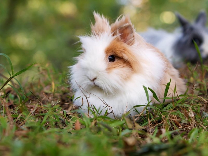 Is The Lionhead Rabbit A Good Pet? Pros And Cons Explained