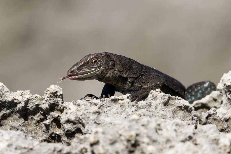 Is The Lizard Endangered? Conservation Efforts Explained
