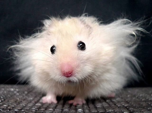 Is The Long-Haired Mouse A Good Pet? Pros And Cons