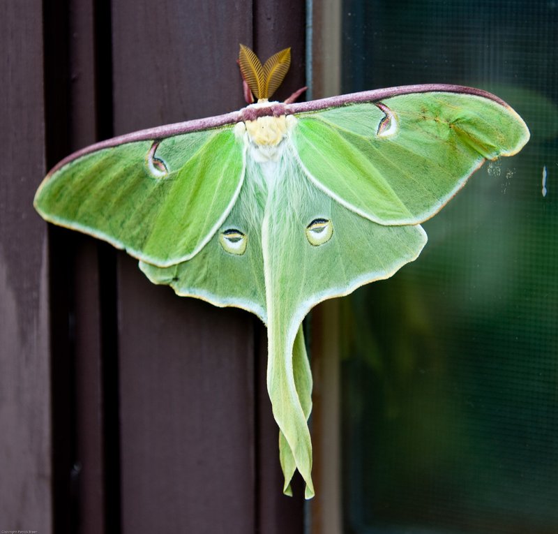 Is The Luna Moth Dangerous To Humans?