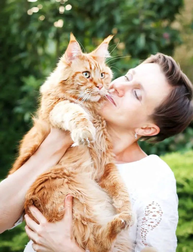 Is The Maine Coon Cat Right For You? Pros And Cons