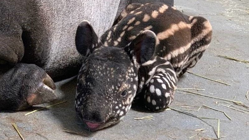Is The Malayan Tapir Endangered? Global Conservation Insights