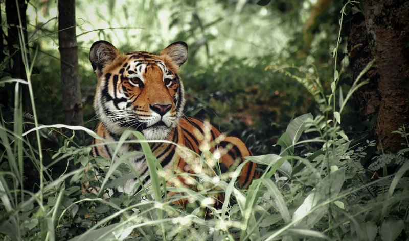 Is The Malayan Tiger Endangered? Global Conservation Insights