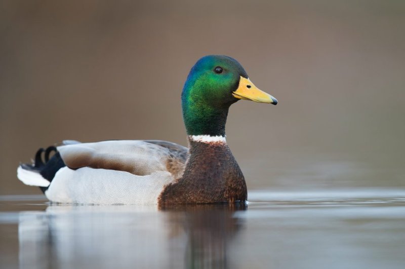 Is The Mallard Threatened Or Endangered?