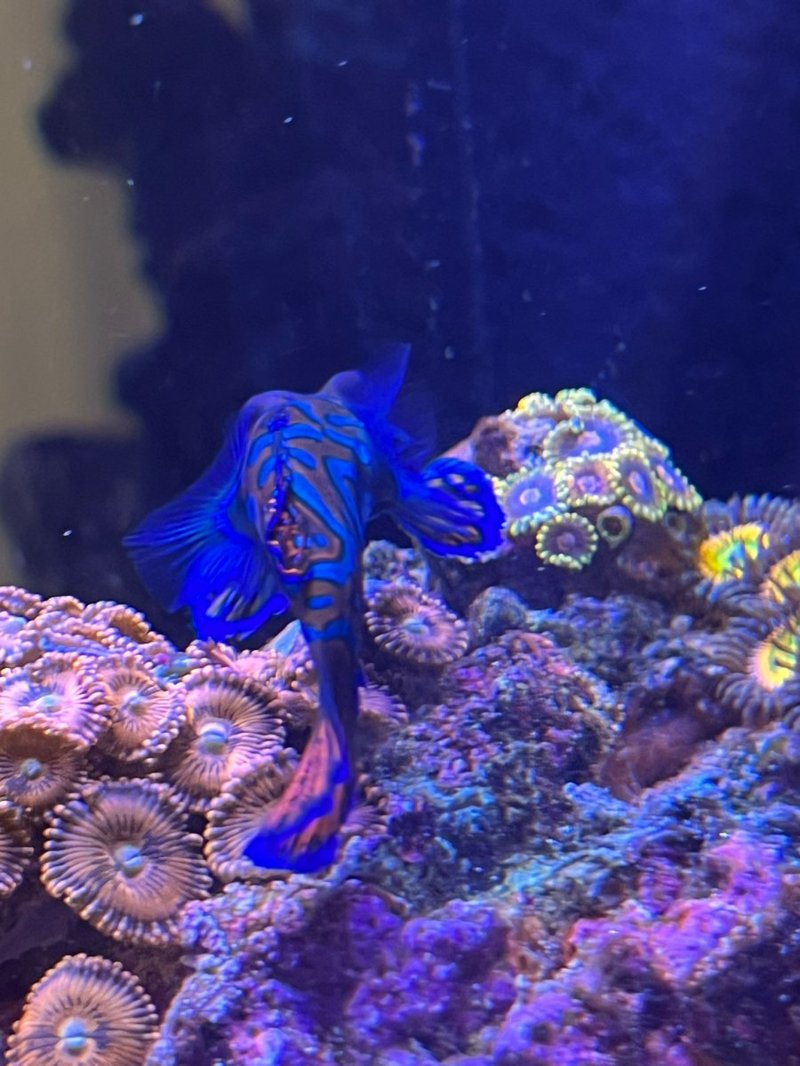 Is The Mandarin Goby Reef Safe? Compatibility With Coral