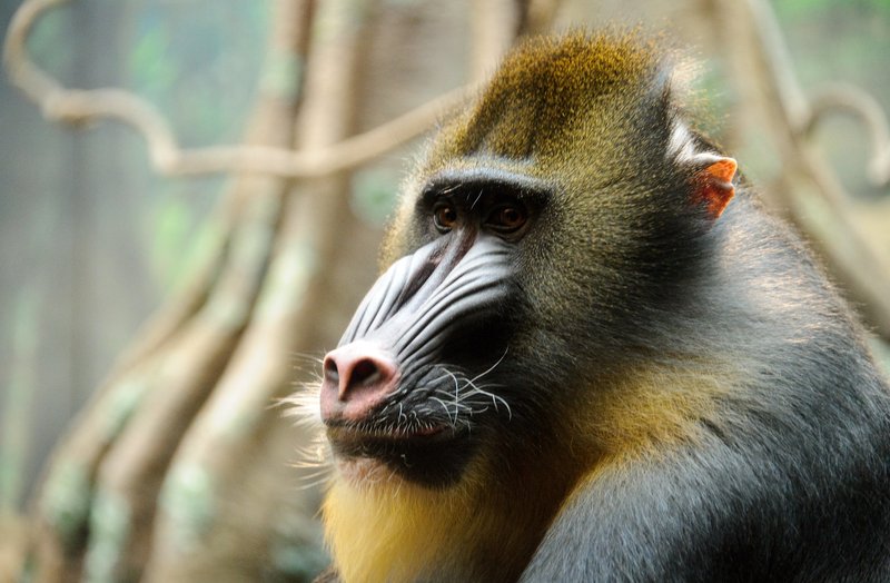 Is The Mandrill Endangered? Global Conservation Insights