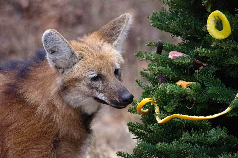 Is The Maned Wolf Endangered? Global Conservation Insights