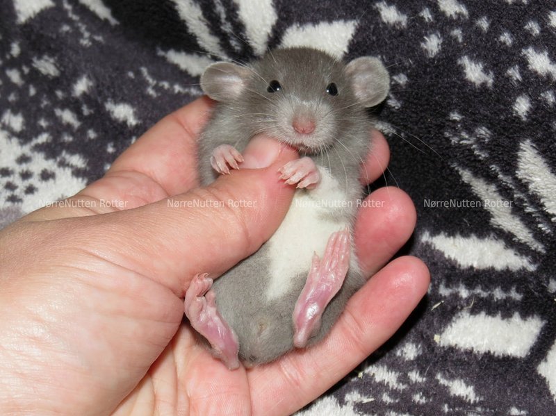 Is The Manx Rat Right For You? Pros And Cons Explained