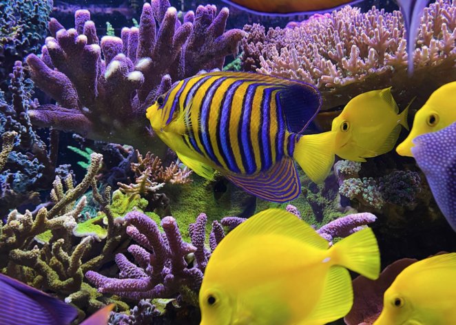 Is The Marine Angelfish Reef Safe? Compatibility With Coral