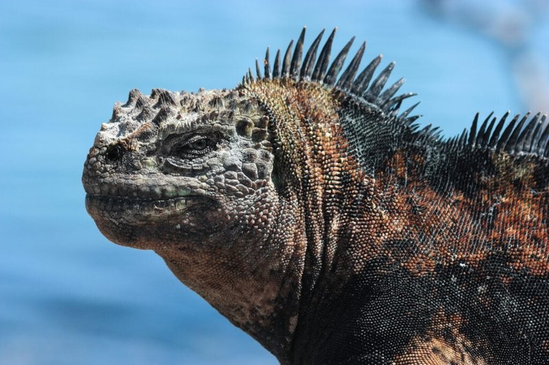 Is The Marine Iguana Endangered? Conservation Efforts Explained