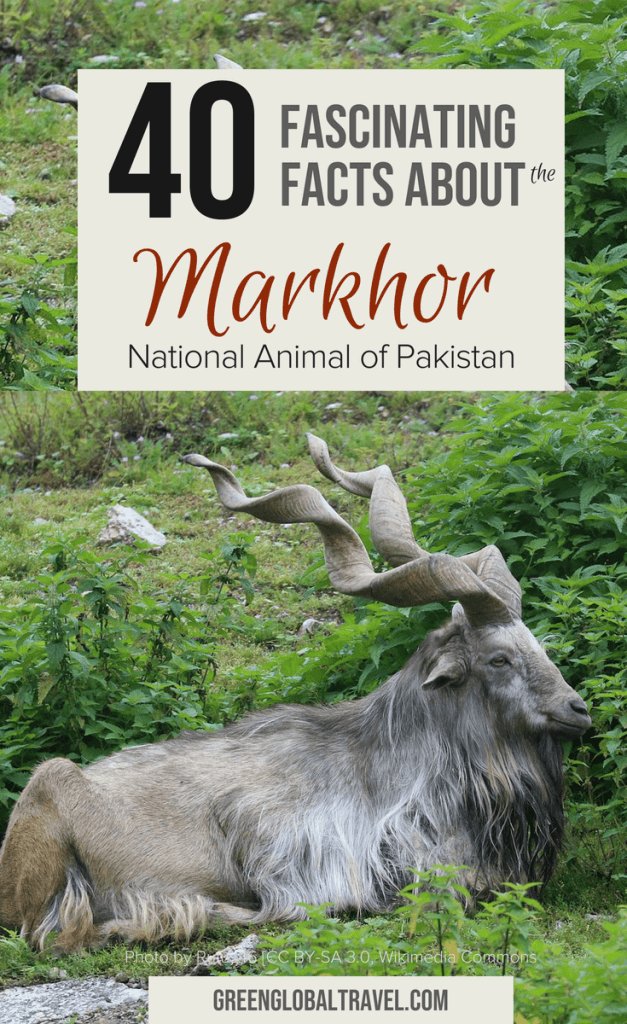 Is The Markhor Endangered? Global Conservation Insights