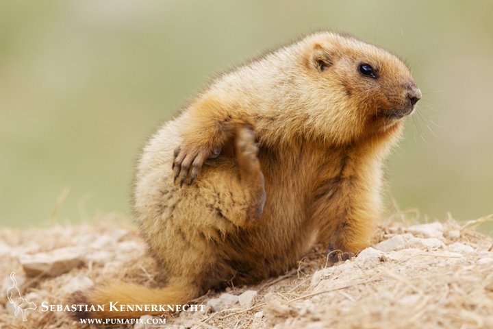Is The Marmot Endangered? Global Conservation Insights
