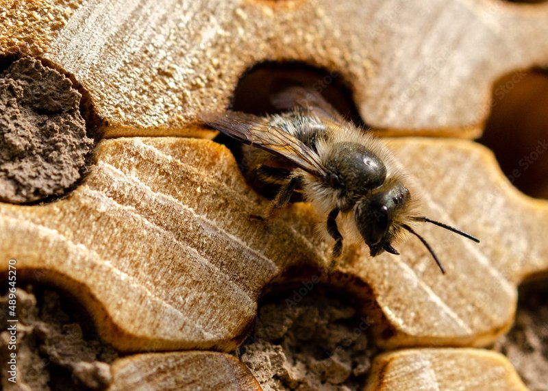 Is The Mason Bee Dangerous? (Sting, Aggression & Safety)