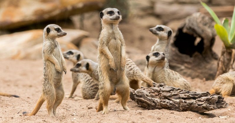 Is The Meerkat Endangered? Global Conservation Insights