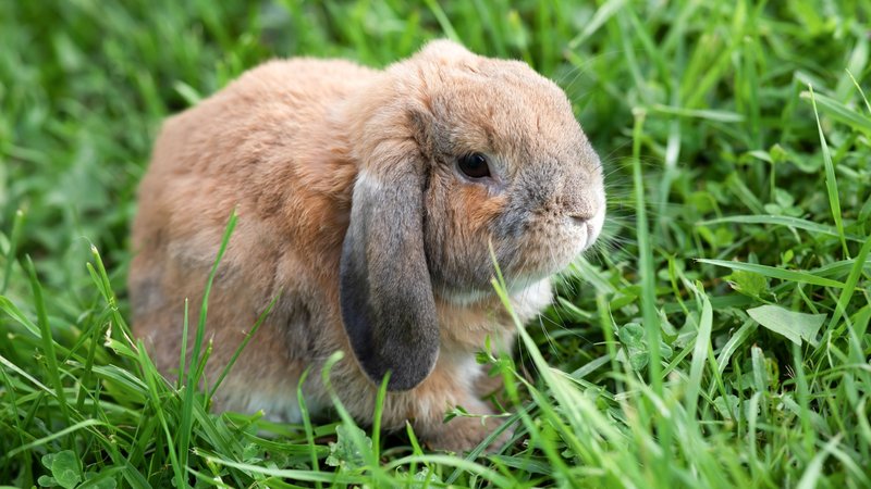 Is The Mini Lop Rabbit A Good Pet? Pros And Cons Explained