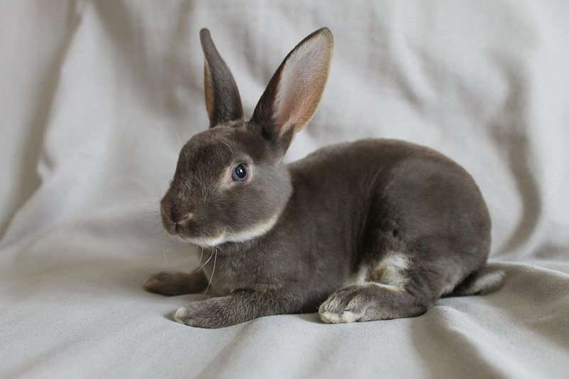 Is The Mini Rex Rabbit A Good Pet? Pros And Cons Explained