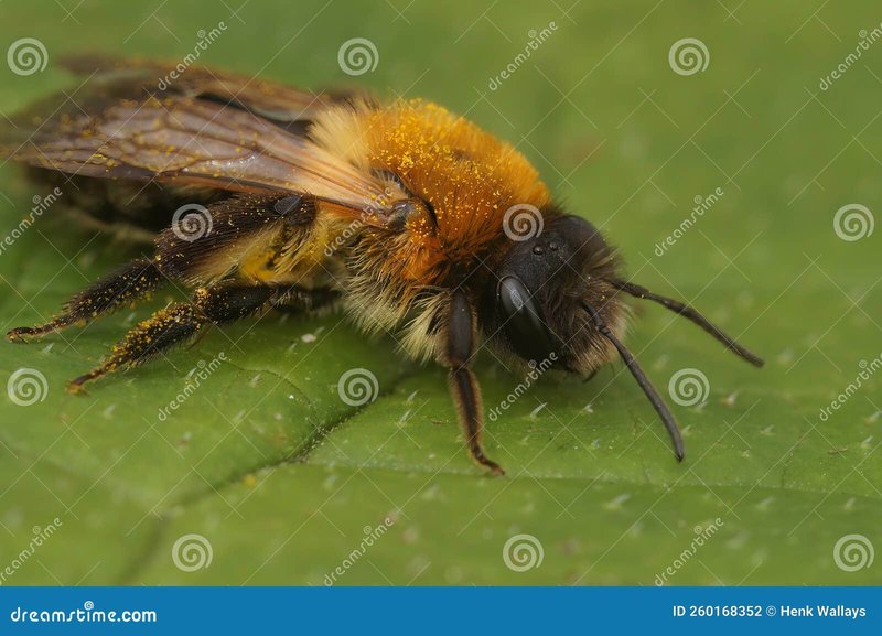 Is The Mining Bee Dangerous? (Sting, Aggression & Safety)