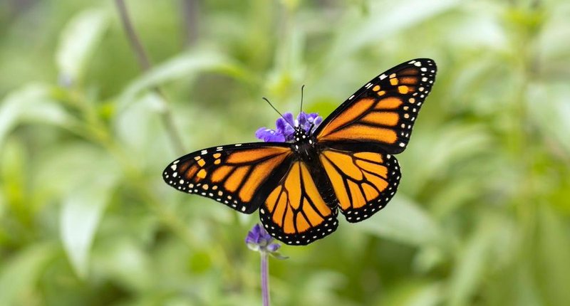 Is The Monarch Butterfly Dangerous To Humans?