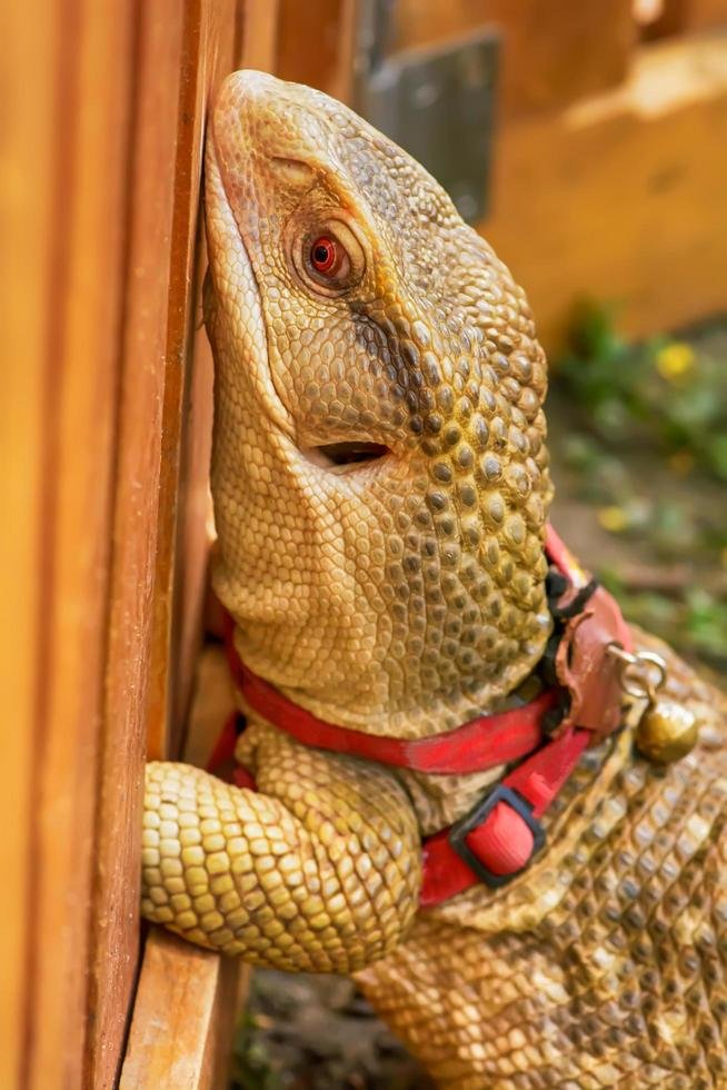 Is The Monitor Lizard Endangered? Global Conservation Insights