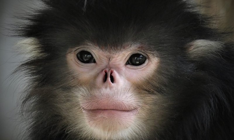 Is The Monkey Endangered? Global Conservation Insights