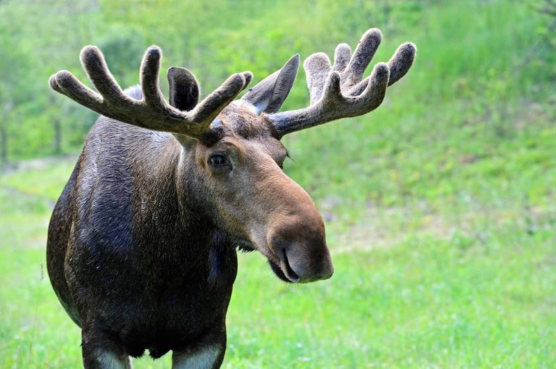 Is The Moose Endangered? Global Conservation Insights