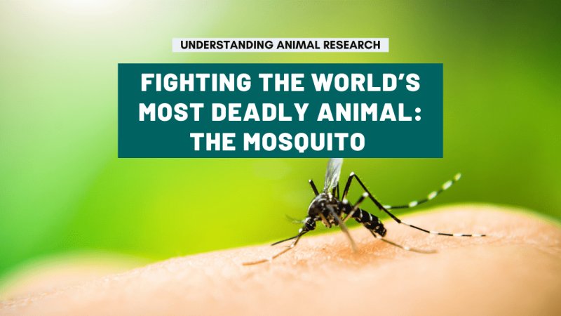 Is The Mosquito Dangerous To Humans?