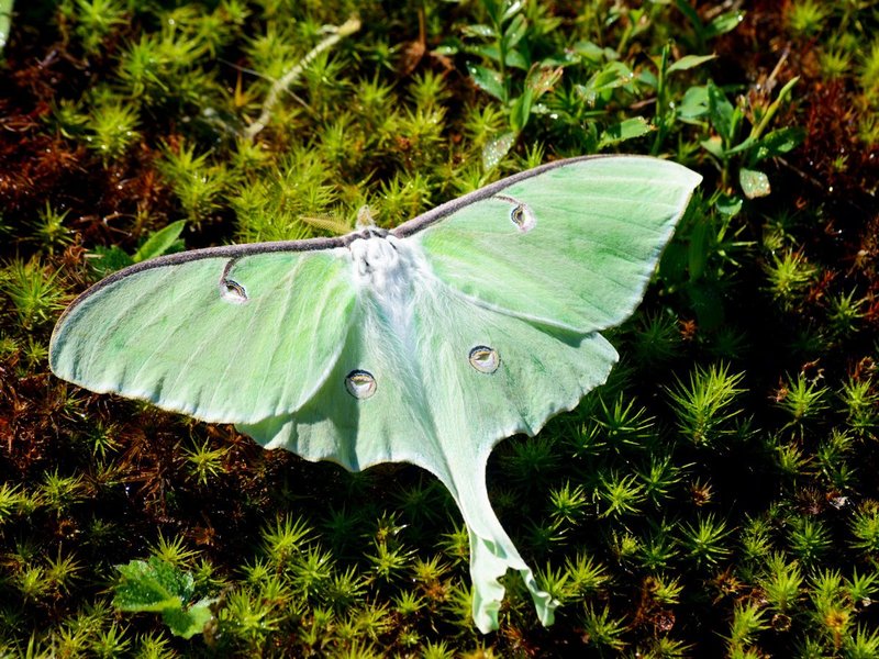Is The Moth Dangerous To Humans?