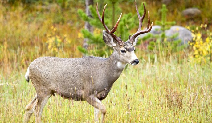 Is The Mule Deer Endangered? Global Conservation Insights