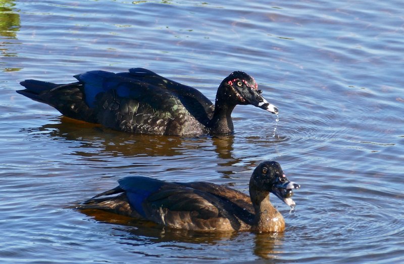 Is The Muscovy Duck Threatened Or Endangered?