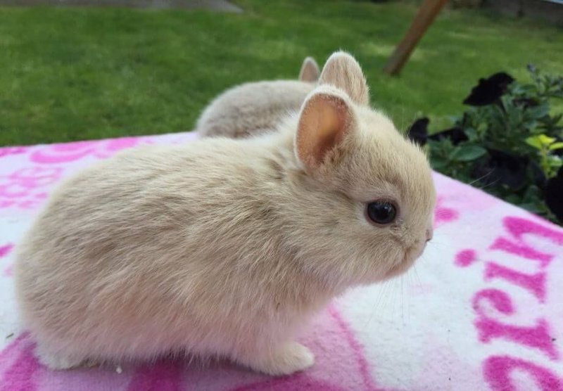 Is The Netherland Dwarf Rabbit A Good Pet? Pros And Cons Explained