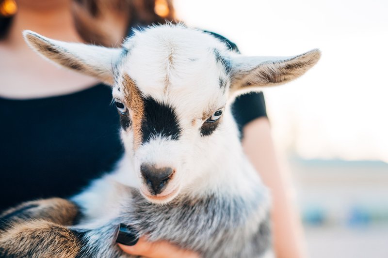 Is The Nigerian Dwarf Goat Right For Your Farm Or As A Pet?