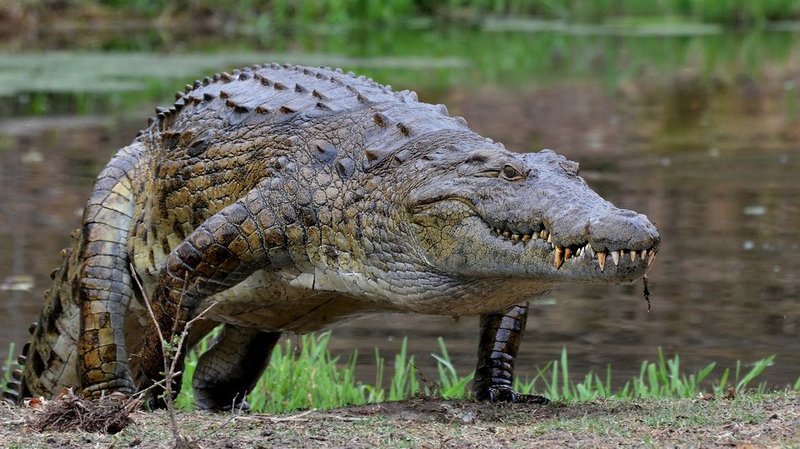 Is The Nile Crocodile Endangered? Conservation Efforts Explained